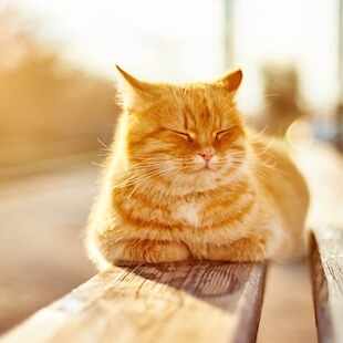 Pet Wellness in San Diego
