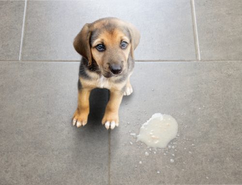 My Dog Vomited—6 Reasons You Should Be Worried
