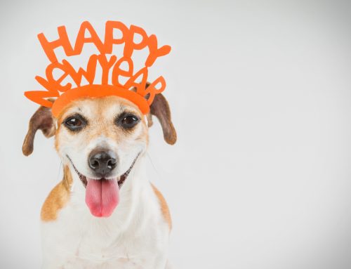 3 Pet-Friendly New Year’s Resolutions