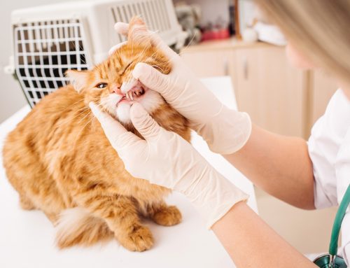 7 Reasons Professional Veterinary Dental Cleanings Are Necessary