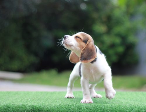 What to Expect During Your Puppy’s First Year