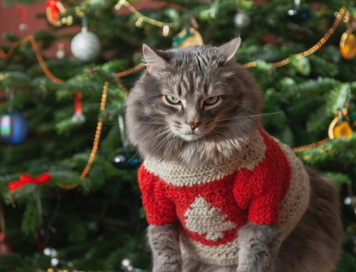 Naughty or Nice: How Do You Score on Pet Holiday Safety?