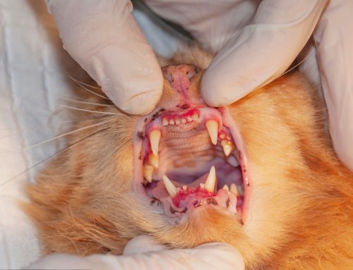 Feline Resorptive Lesions