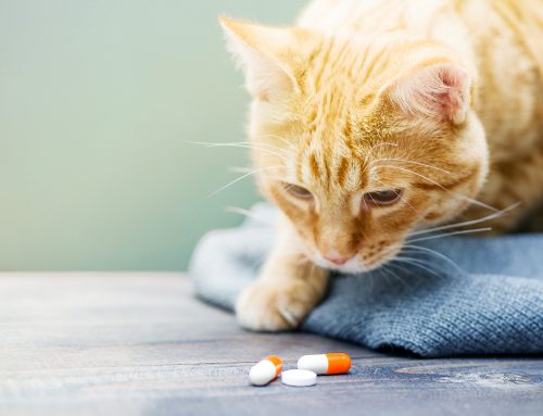 Human Medications That Are Harmful to Pets